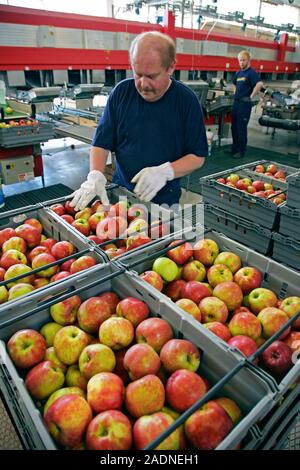 Fruit distribution. Packer sorting apples for distribution. Photographed in Kivik, Sweden. Stock Photo