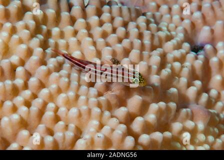 Striped Triplefin Helcogramma striatum Stock Photo