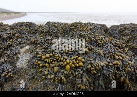 Seaweed covered stones near the Wadden Sea in The Netherlands Stock Photo