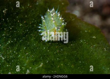 Little Leaf-sheep Nudibranch Costasiella kuroshimae Stock Photo