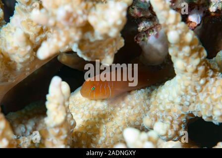 Five-lined coral goby Gobiodon quinquestrigatus Five-lined coral goby Stock Photo