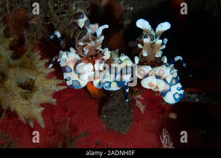 Harlequin Shrimp Hymenocera elegans Stock Photo
