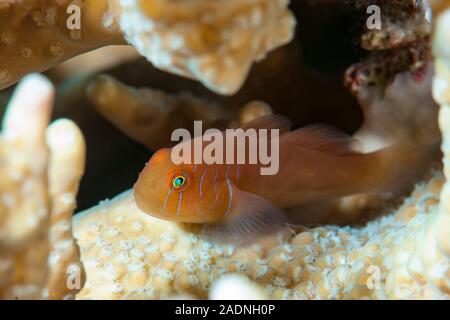 Five-lined coral goby Gobiodon quinquestrigatus Five-lined coral goby Stock Photo
