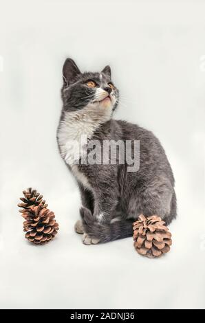 A beautiful gray kitten with yellow eyes and white paws and a white collar sits among pine cones on a white background Stock Photo