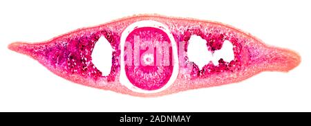 Planaria flatworm. Light micrograph of a transverse section through the body of an unsegmented Planaria flatworm. Planarians are free-living aquatic f Stock Photo
