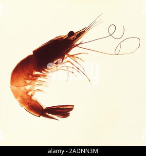 Prawn. Unidentified prawn (order Amphipoda) from the Mediterranean Sea. This omnivorous marine animal has long antennae (upper right). It uses its tai Stock Photo