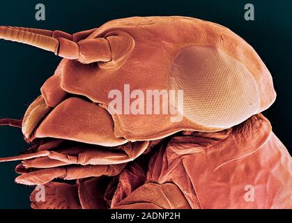 Mayfly nymph head, scanning electron micrograph (SEM). Mayflies (order Ephemeroptera) are the oldest surviving winged insects. This is a nymph, one of Stock Photo