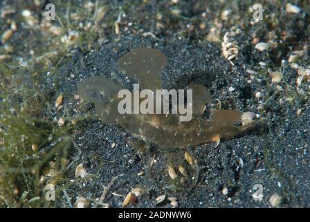 Melibe viridis Nudibranch Stock Photo