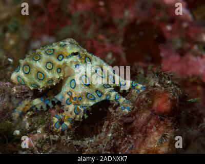Blue-ringed octopus Hapalochlaena lunulata Stock Photo