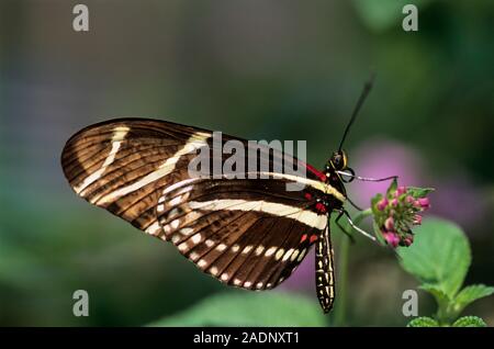 Zebra longwing butterfly (Heliconius charitonius). This species of butterfly originates from Central and South America. It has adapted to feed on poll Stock Photo