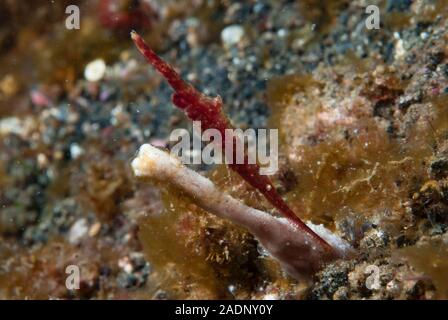 Ocellated tozeuma shrimp Tozeuma lanceolatum Stock Photo