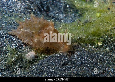 Sea Hare Aplysia oculifera Stock Photo