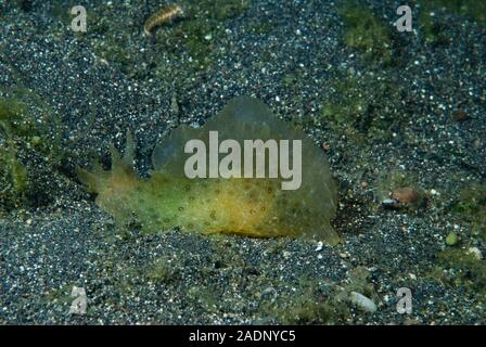 Sea Hare Aplysia oculifera Stock Photo