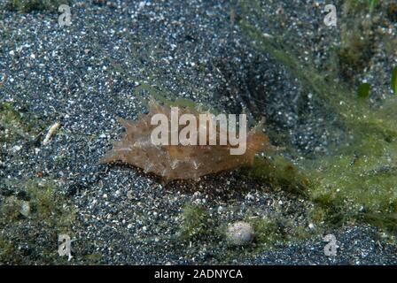 Sea Hare Aplysia oculifera Stock Photo