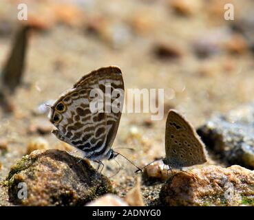 Zebra blue butterflies (Leptotes plinius) drinking water from the surface of rocks. This behaviour, known as mud-puddling, is the way in which butterf Stock Photo