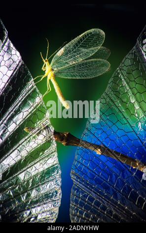 Lacewing. High-speed photograph of a green or common lacewing (Chrysopa septempunctata) in flight. In the foreground are a pair of insect wings. Lacew Stock Photo