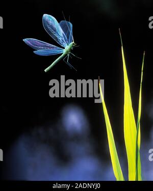 Lacewing. High-speed photograph of a green lacewing (Chrysopa sp.) in flight. The lacewing is a carnivorous insect that is active mainly by night. It Stock Photo