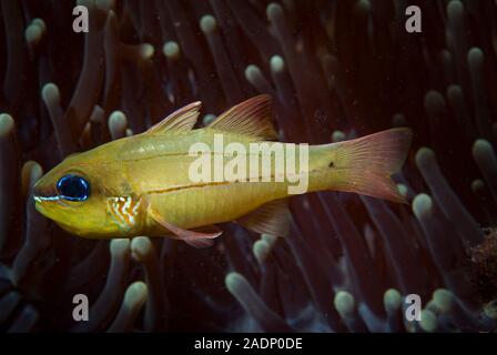 Cheek-Bar Cardinalfish Ostorhinchus sealei Stock Photo