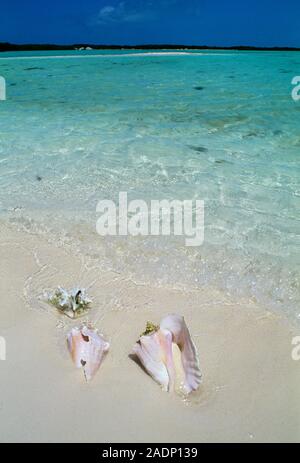 Conch shells. Empty conch shells (family Strombidae) on a sandy beach. These calcareous (calcium-containing) shells were formed by gastropod molluscs, Stock Photo