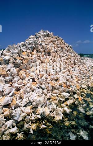 Conch shells. Pile of empty conch shells (family Strombidae) washed up on shore. These calcareous (calcium-containing) shells were formed by gastropod Stock Photo