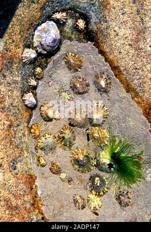 Tide pool. Limpets (Patella vulgata) grazing on alga (Lithophyllum incrustans, grey area) in a pool on a rocky shore. Sea lettuce (Ulva lactuca) is at Stock Photo