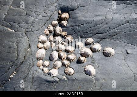 Common limpets (Patella vulgata) exposed on a rock at low tide. Limpets are saltwater snails (gastropods) that attach themselves to rocks using mucus Stock Photo