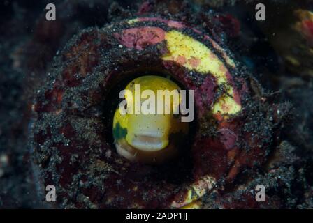 Highfin Fangblenny Petroscirtes mitratus Stock Photo