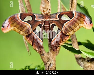 A macro image of a juvenile Atlas moth (Attacus atlas) recently from its cocoon, sat on a branch against a green background. Stock Photo