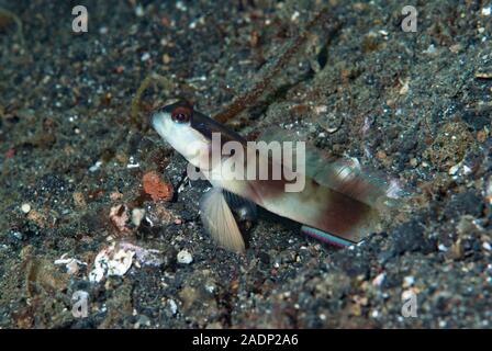 Masked Shrimp-Goby Amblyeleotris gymnocephala Stock Photo