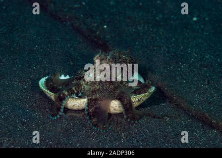 Coconut Octopus Amphioctopus marginatus Stock Photo