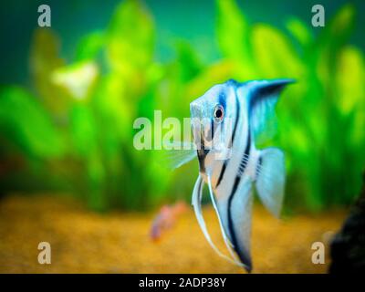 Zebra Angelfish in tank fish (Pterophyllum scalare) Stock Photo
