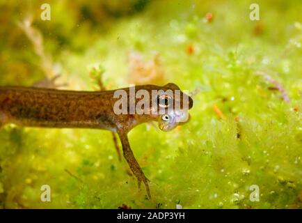 Palmate newt Triturus helveticus holding a small stickleback in his mouth. Stock Photo