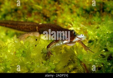 Palmate newt Triturus helveticus holding a small stickleback in its mouth. Stock Photo