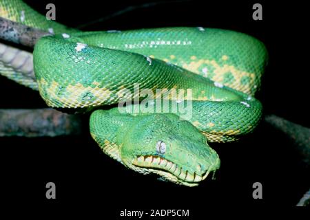 Emerald tree boa, Corallus caninus, of the Amazon basin; this one was found in the lowland rain forest of Ecuador. These snakes grow to a length of ab Stock Photo