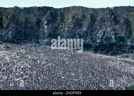 Chinstrap penguin (Pygoscelis antarctica) colony. These penguins live in massive colonies that can number millions of birds. Penguins are flightless m Stock Photo