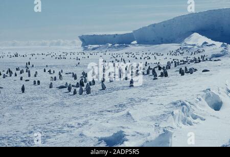 Emperor penguins (Aptenodytes forsteri) on sea ice. Most of these penguins are juveniles, and have not yet developed their black and white adult pluma Stock Photo
