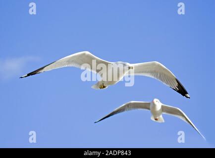 Ring billed gull (Larus delawarensis, left) and a black-headed gull (Larus ridibundus, right) in flight. The ring billed gull can grow up to 49 centim Stock Photo