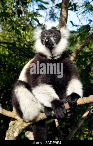Black and white ruffed lemur (Varecia variegata) sitting on a branch. All lemurs are endemic to Madagascar, where they evolved in isolation from other Stock Photo