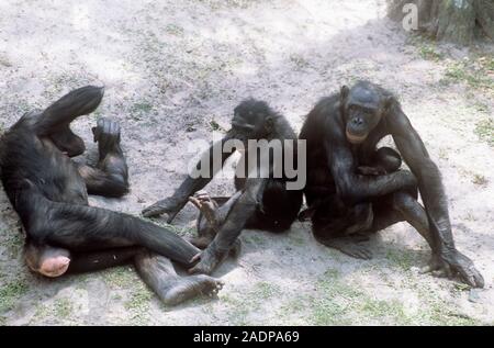 Bonobo chimpanzees (Pan paniscus) in capivity. The female bonobos are much smaller than the males but have a much higher social status. The Bonobo eat Stock Photo