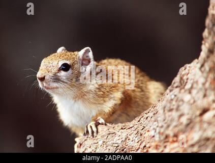 Smith's bush squirrel (Paraxerus cepapi) sitting in a tree. This small rodent has an omnivorous diet, feeding on seeds, fruits, nuts, insects and bird Stock Photo