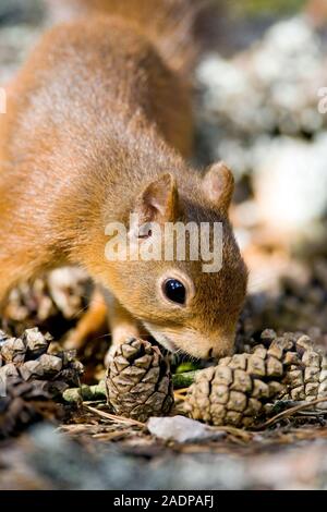 Red squirrel (Sciurus vulgaris), foraging for nuts. Red squirrels are omnivorous rodents that live in woodlands across Eurasia. In Britain populations Stock Photo