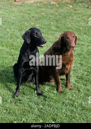 Flat-coated retrievers. Stock Photo