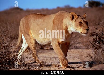 Lioness stalking prey. Female lion (Panthera leo) stalking a prey animal (not seen). A lion pride's hunting is performed by the females, the male forc Stock Photo