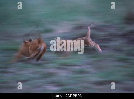 Lion cub (Panthera leo) playing chase with its mother (left). A lioness living in the wild produces between 2 and 4 cubs after a gestation period of 1 Stock Photo