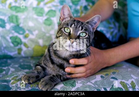 MODEL RELEASED. Tabby cat (Felis silvestris catus) being stroked by its owner. The house cat has been domesticated for between 3,500 and 8,000 years. Stock Photo