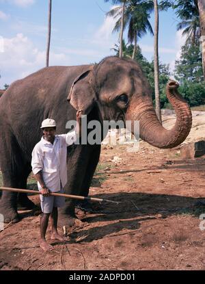 Mahout and elephant. Baby Sri Lankan elephant (Elephas maximus maximus) in captivity being trained by a mahout for labour in the forestry industry. Ph Stock Photo