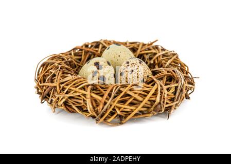 Quail eggs in a nest isolated over white background. Bird?s nest with tiny eggs. Stock Photo
