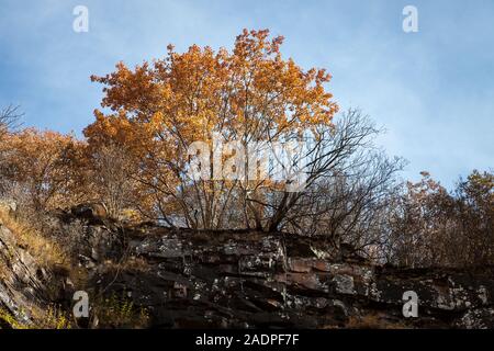 Sunlit, golden colored trees on the edge of a vertical cliff with black rocks burnt by a mountain fire Stock Photo