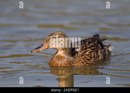 Mallard, Anas platyrhynchos,  Single adult female swimming.  Arundel, West Sussex, UK. Stock Photo