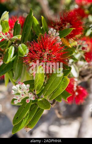 A vertical, close up image of the Pohutukawa tree flower, taken in the Coromandel Peninsula of New Zealand Stock Photo